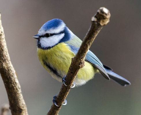 Nikon af-s 200-500mm 5.6e ed vr test photo